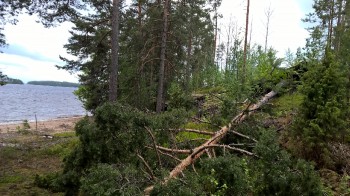 Kyläniemen Munkinrannassa (18.6.) kaatui kookas puu juurineen tontille, lähellä rakennuksia. Luontoa ja sen voimaa kannattaa kunnioittaa.